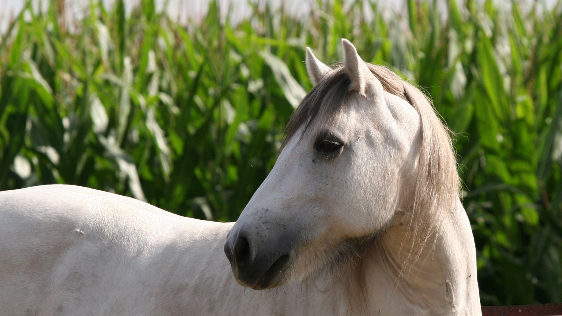 Wallpaper White horse, animal, farm