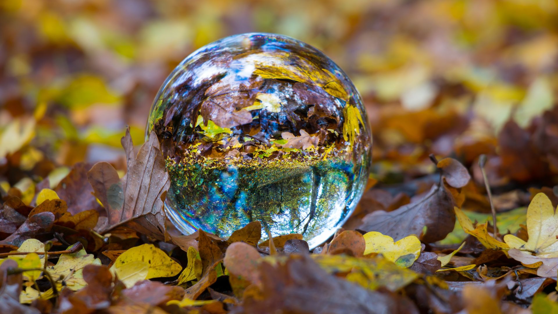 Wallpaper Ball glass sphere fall foliage