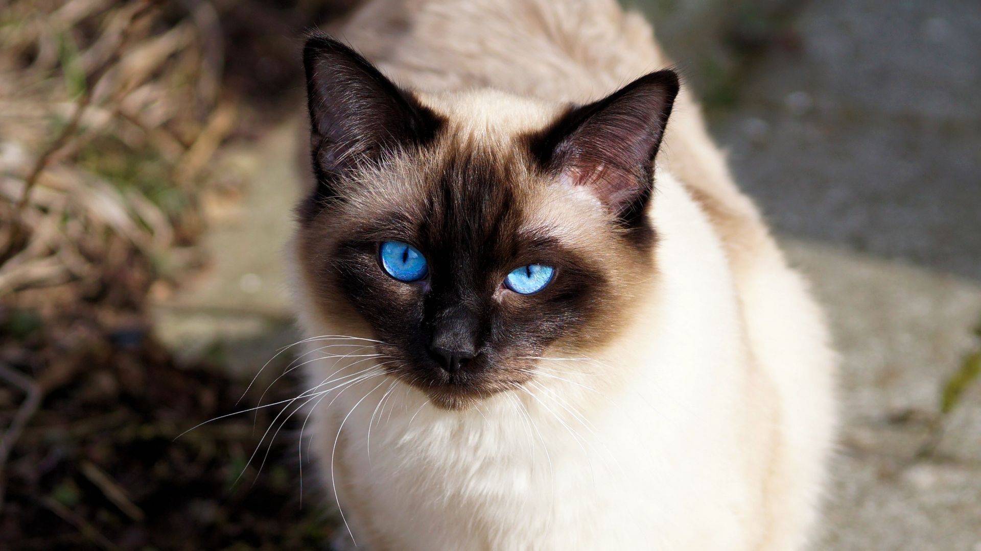 Wallpaper Siamese cat, pet animal, blue eyes