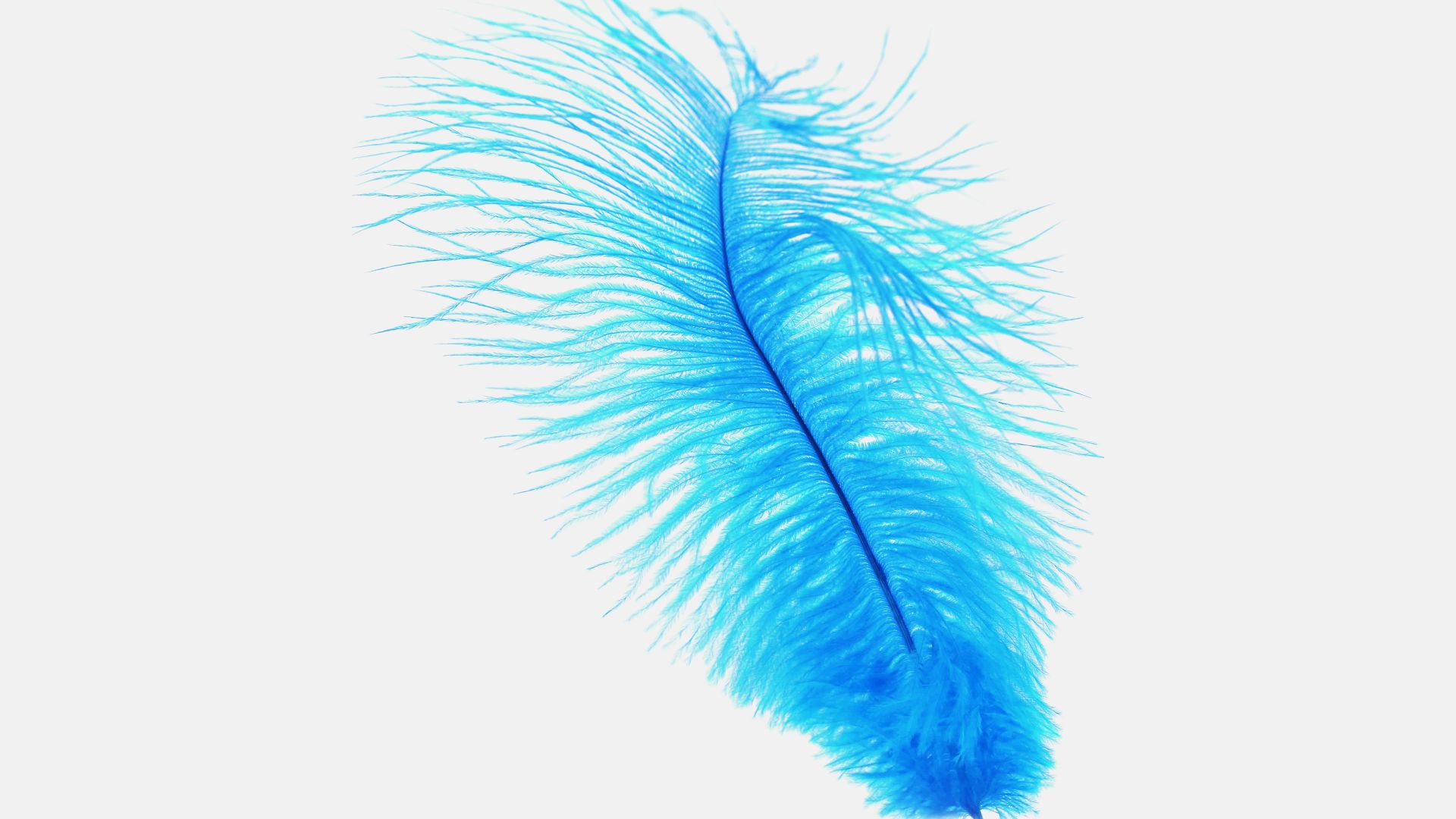 Wallpaper Blue feather artwork