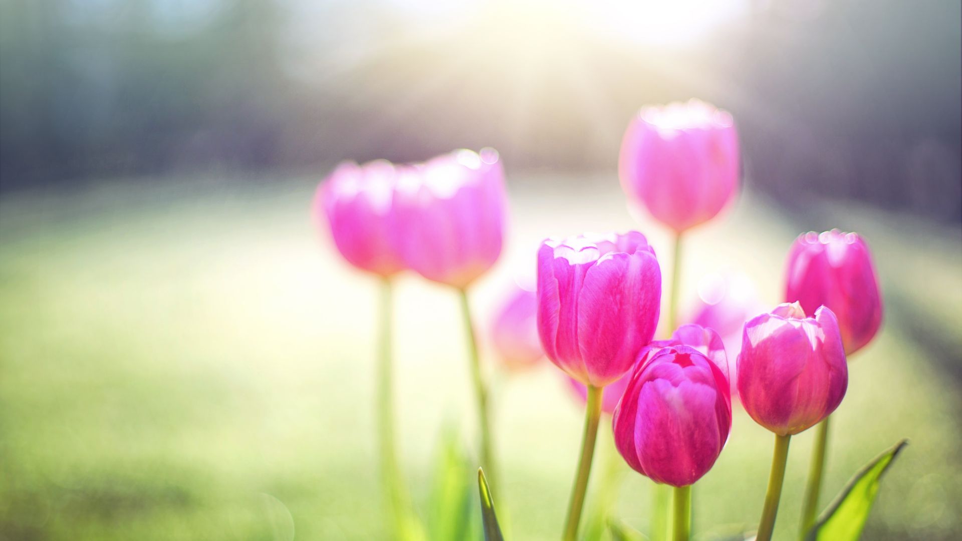 Wallpaper Tulips, pink flowers, spring, flowers