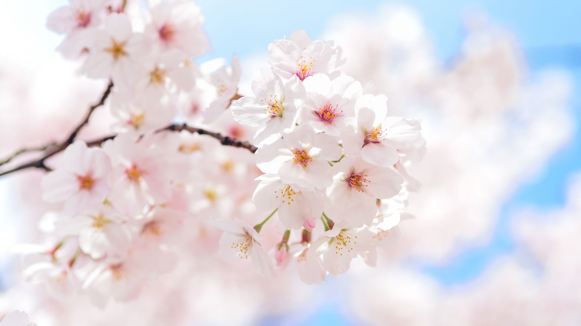 Wallpaper Japan, cherry flower, blossom