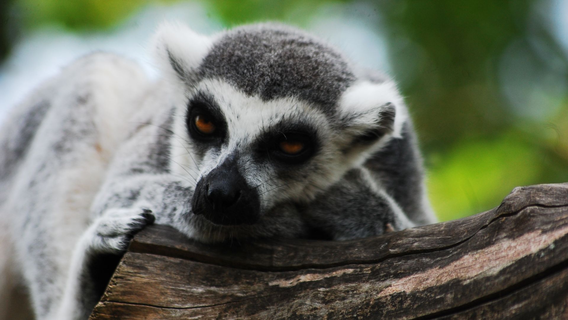 Wallpaper Lemur, rest, relaxed, mood