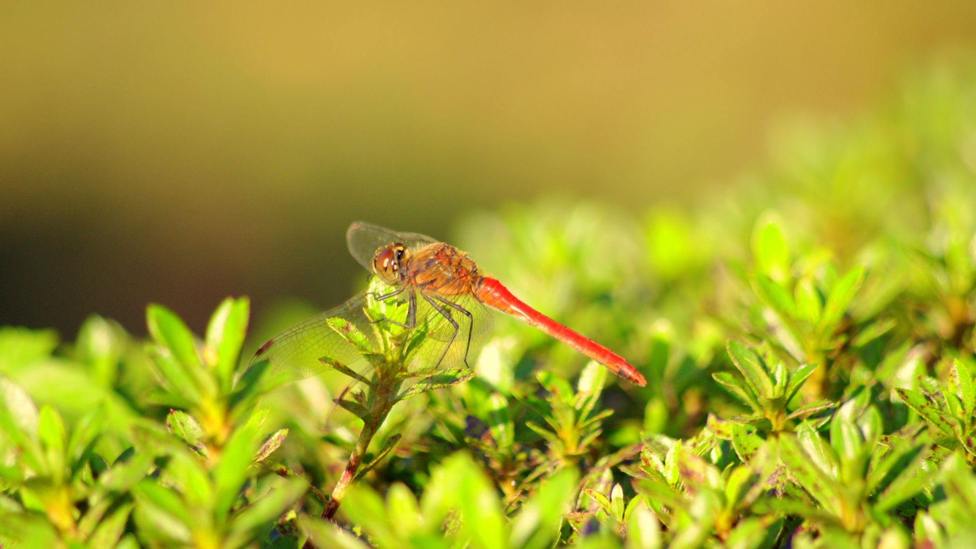 Wallpaper Dragonfly, red insects, plants