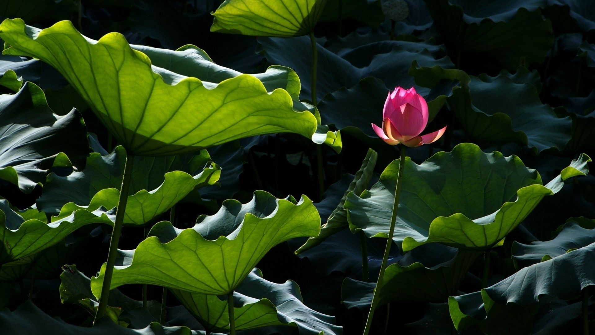 Desktop Wallpaper Pink Lotus Flower Bud, Hd Image, Picture, Background,  Pp3fwa