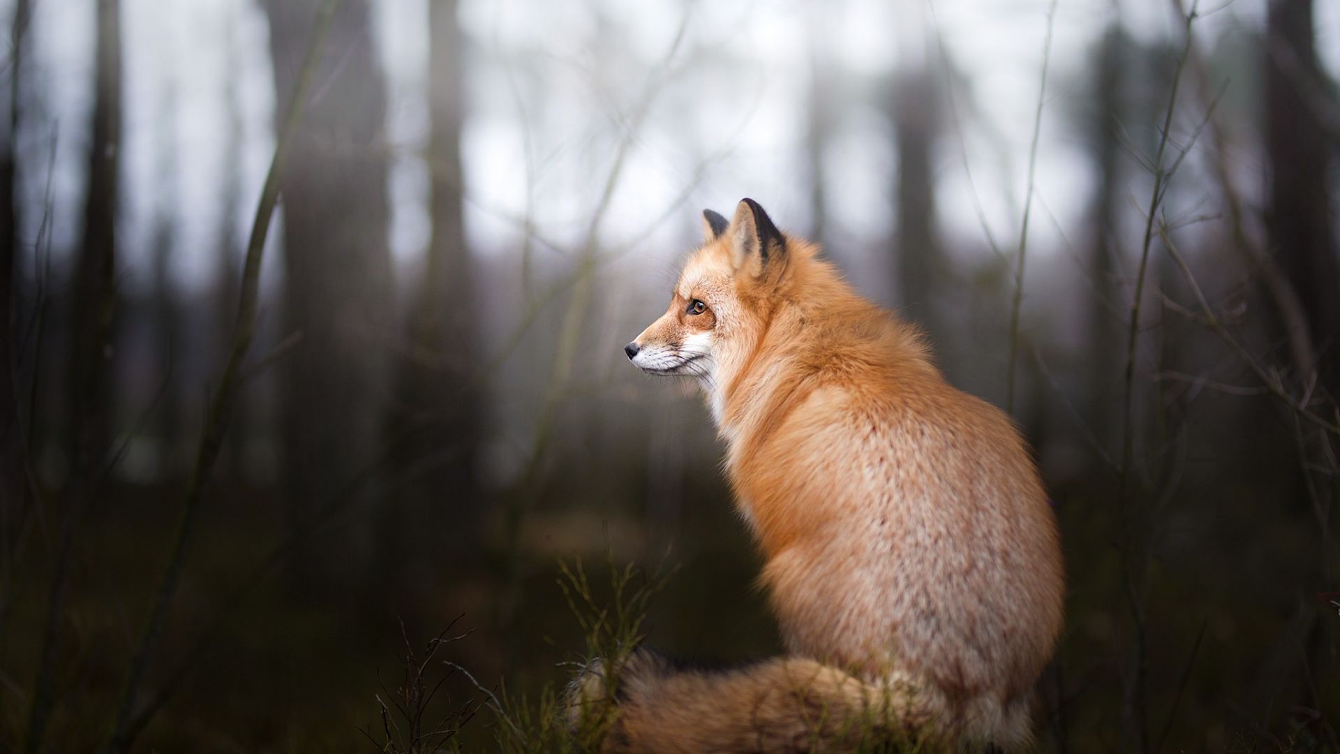 Wallpaper Wild animal, furry red fox