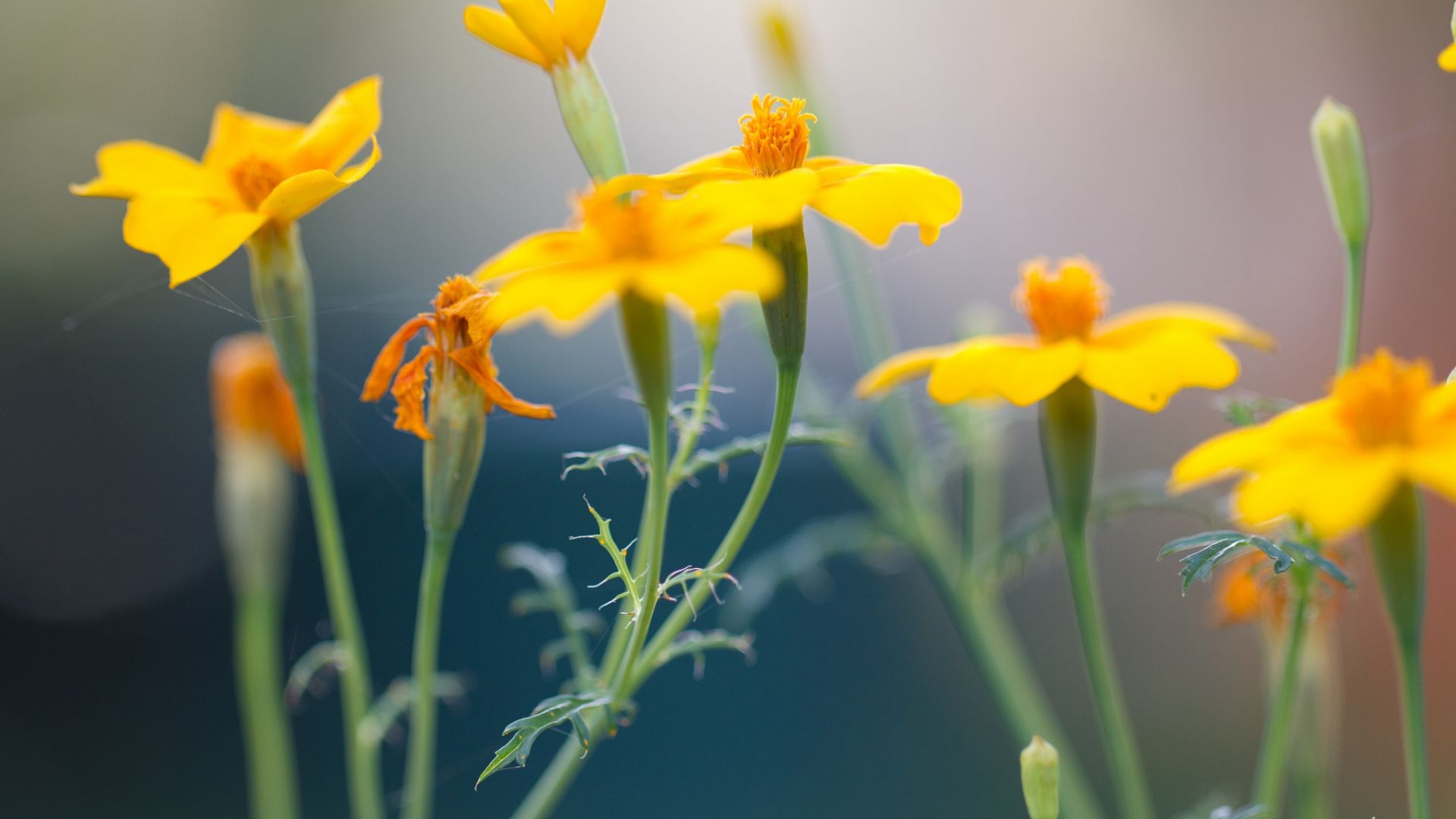 Wallpaper Yellow wild flowers, blur, close up, plants