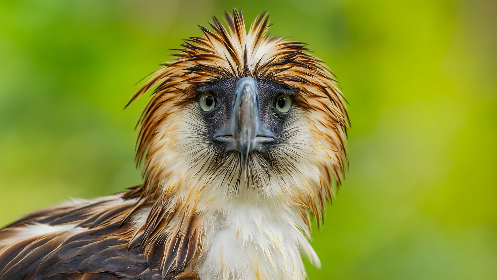 Wallpaper Philippine eagle bird muzzle, beak, predator