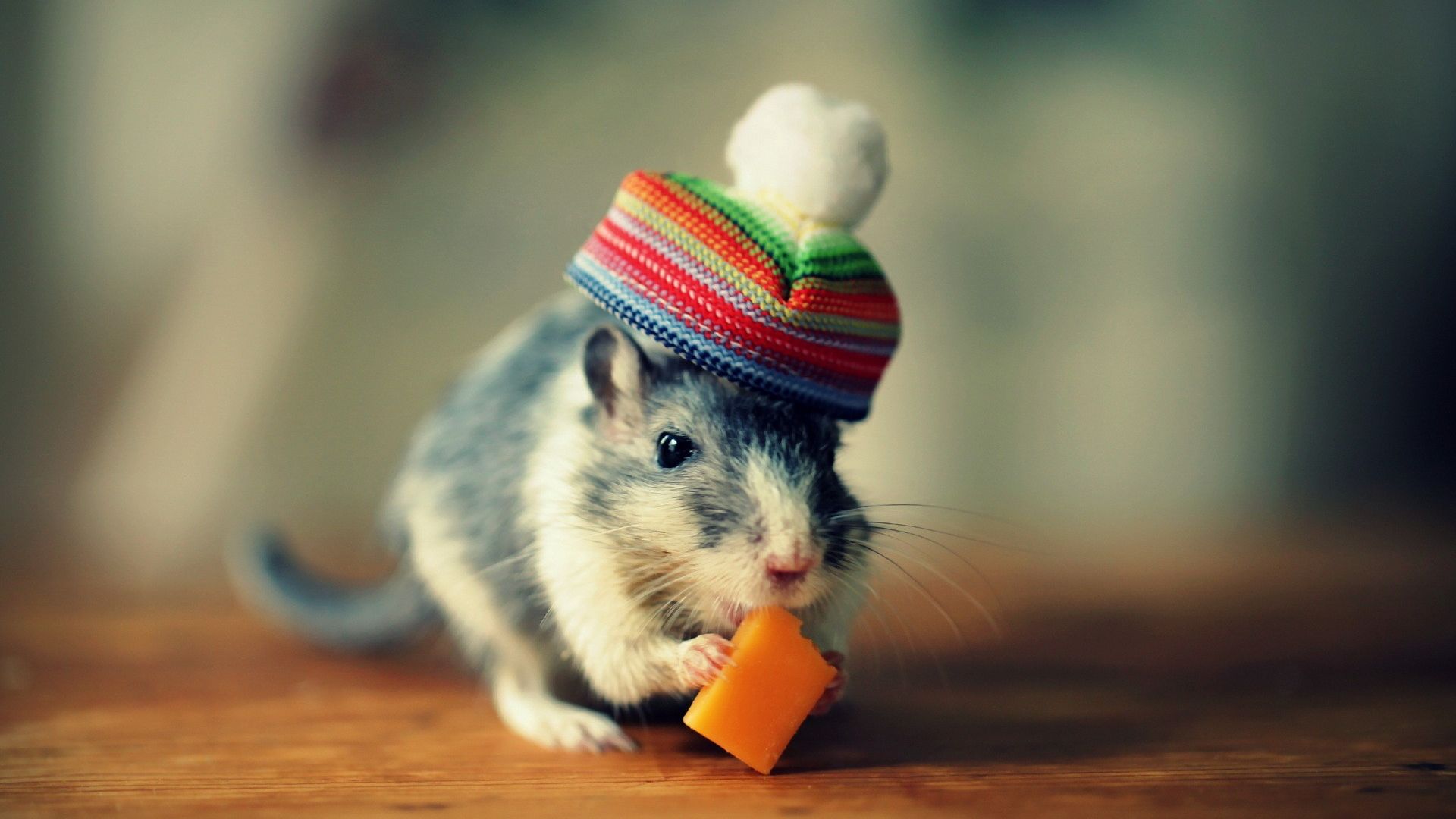 Wallpaper Cute little mouse with a hat