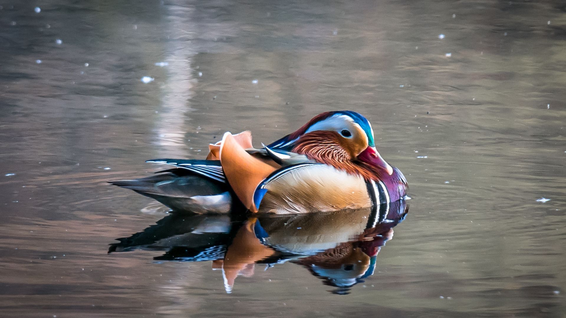 Wallpaper Mandarin duck, colorful bird, reflections, swim, lake