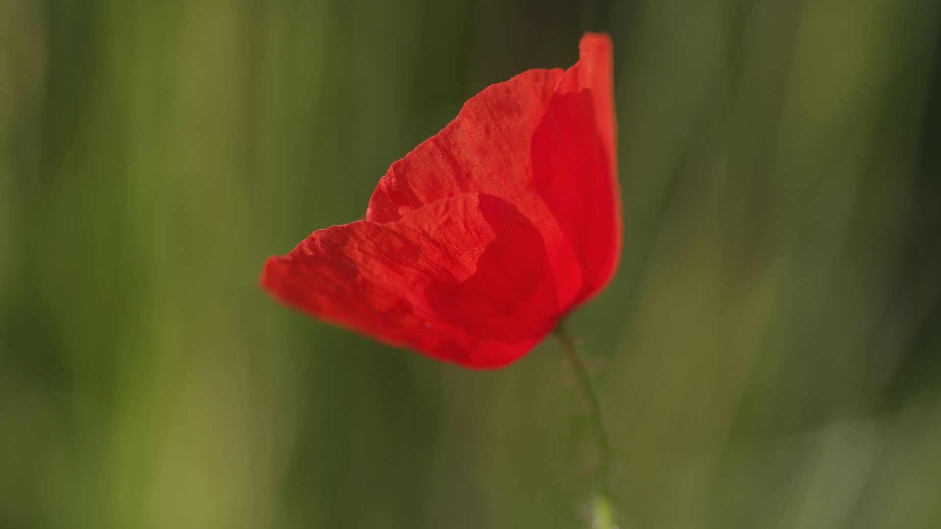 Wallpaper Poppy red flower, blur, single