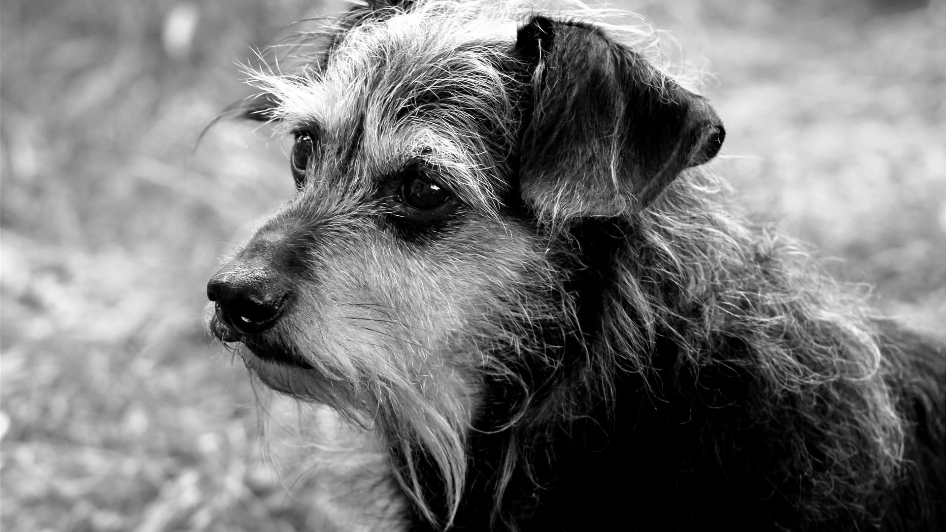 Wallpaper Dachshund dog muzzle, monochrome