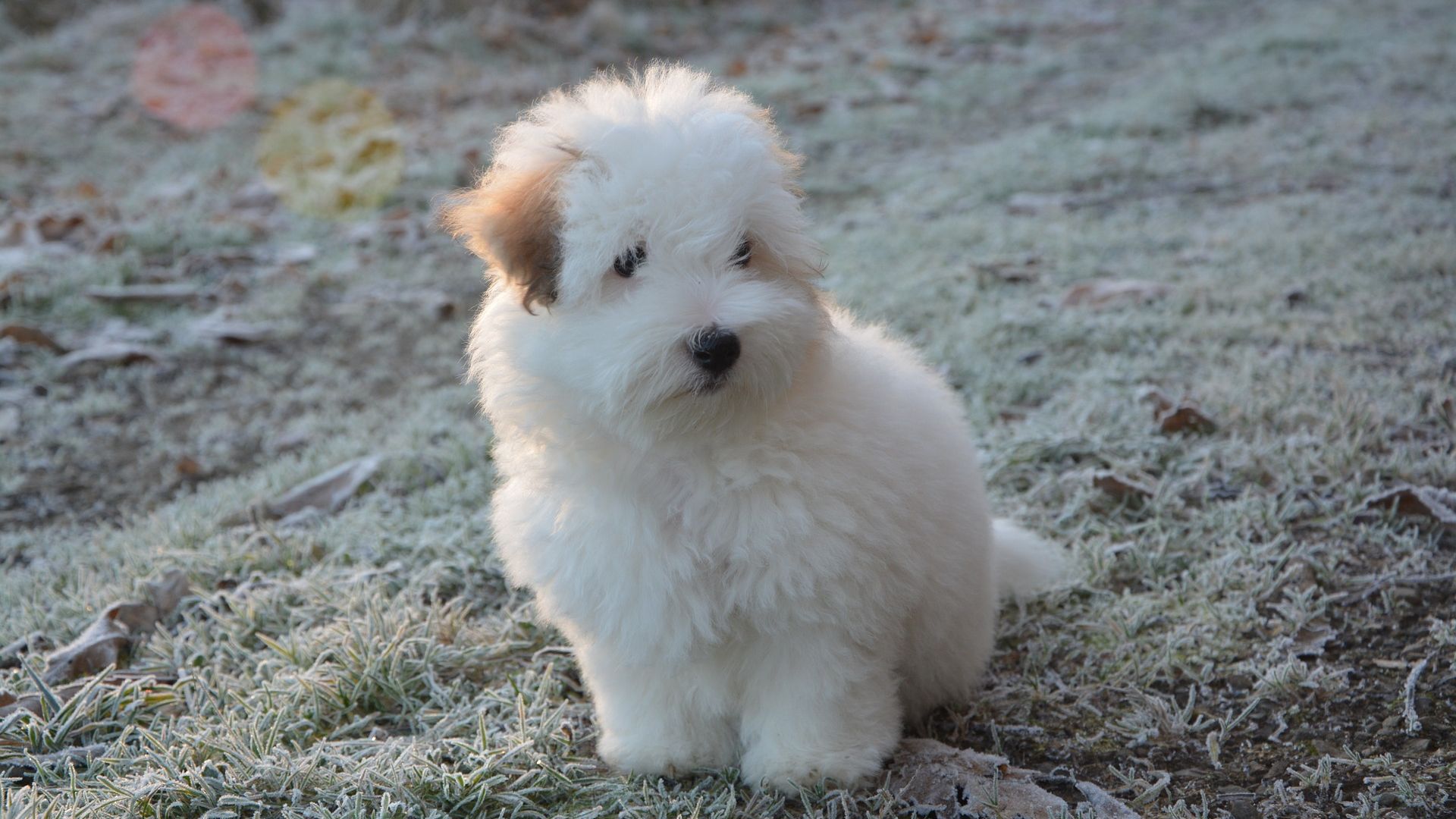 Wallpaper Puppy, Coton de Tulear, white dog, pet