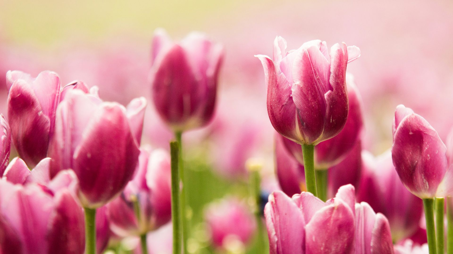 Wallpaper Beautiful pink tulip flowers, close up
