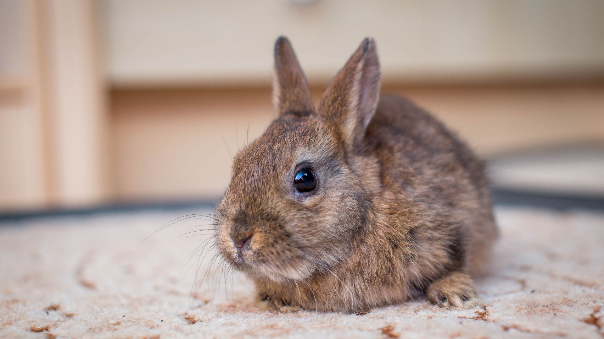 Wallpaper Bunny, cute, small animal, stare