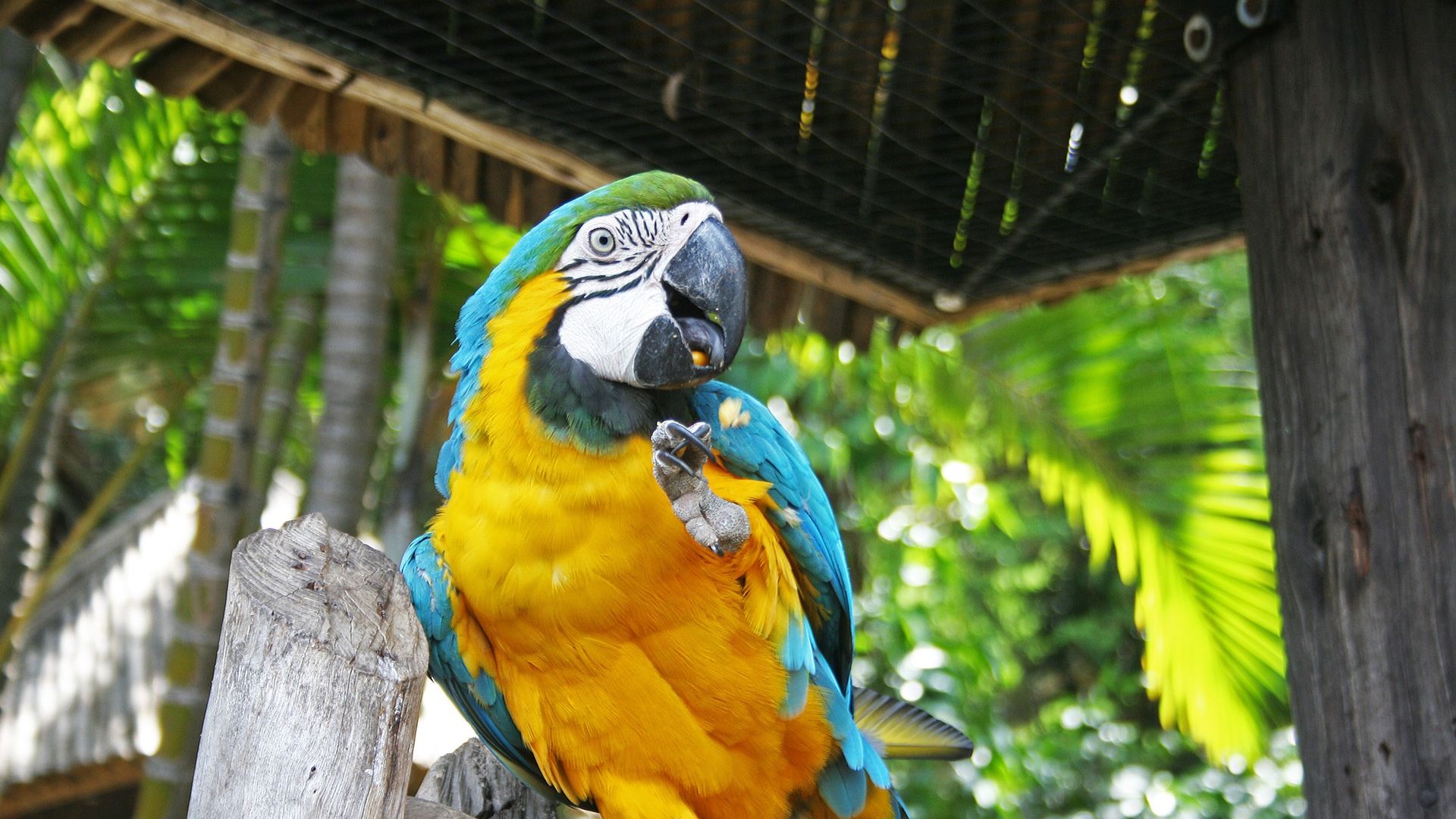 Wallpaper Macaw parrot, colorful bird, eating