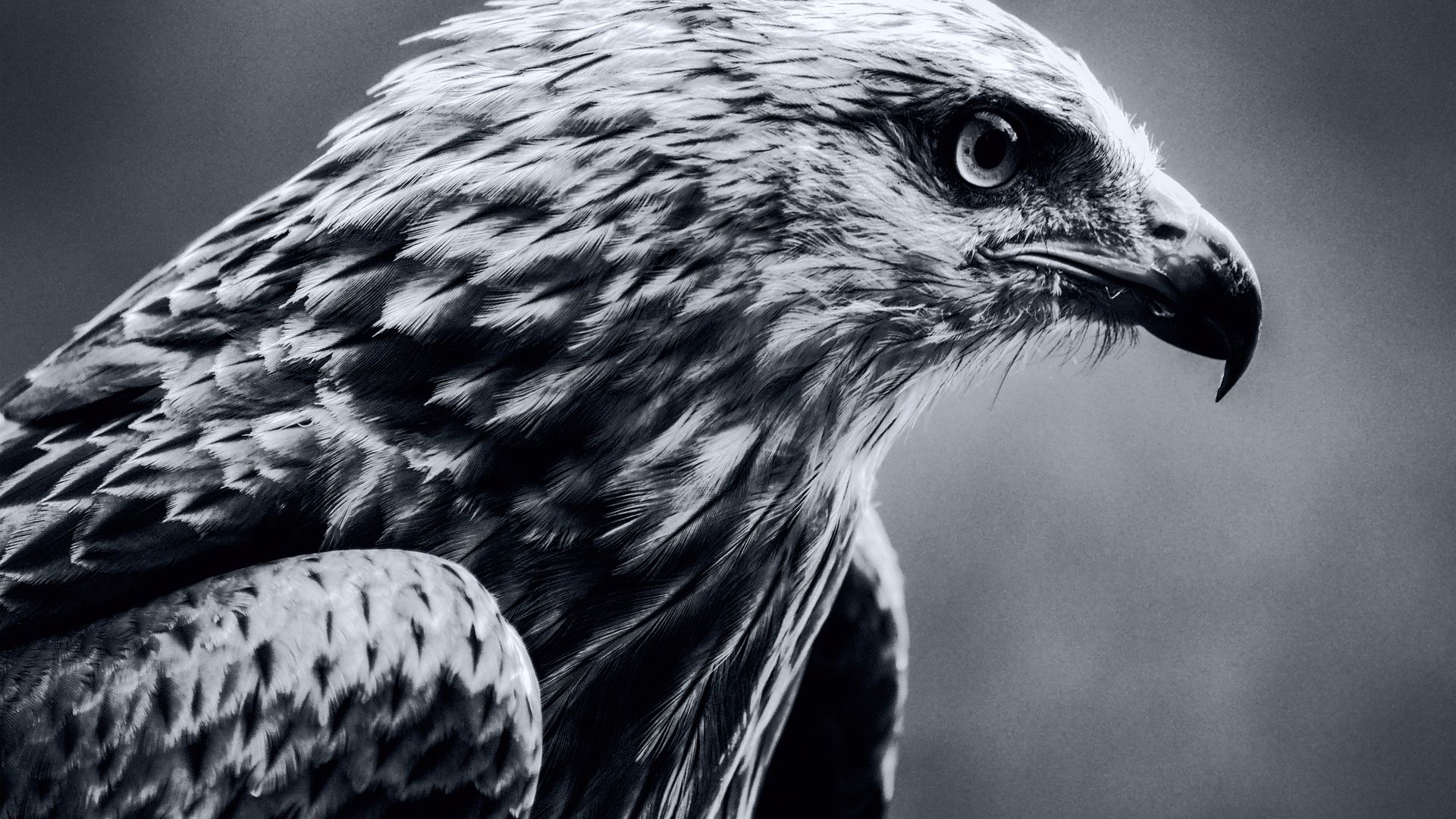 Wallpaper Bird, eagle, predator, muzzle, monochrome