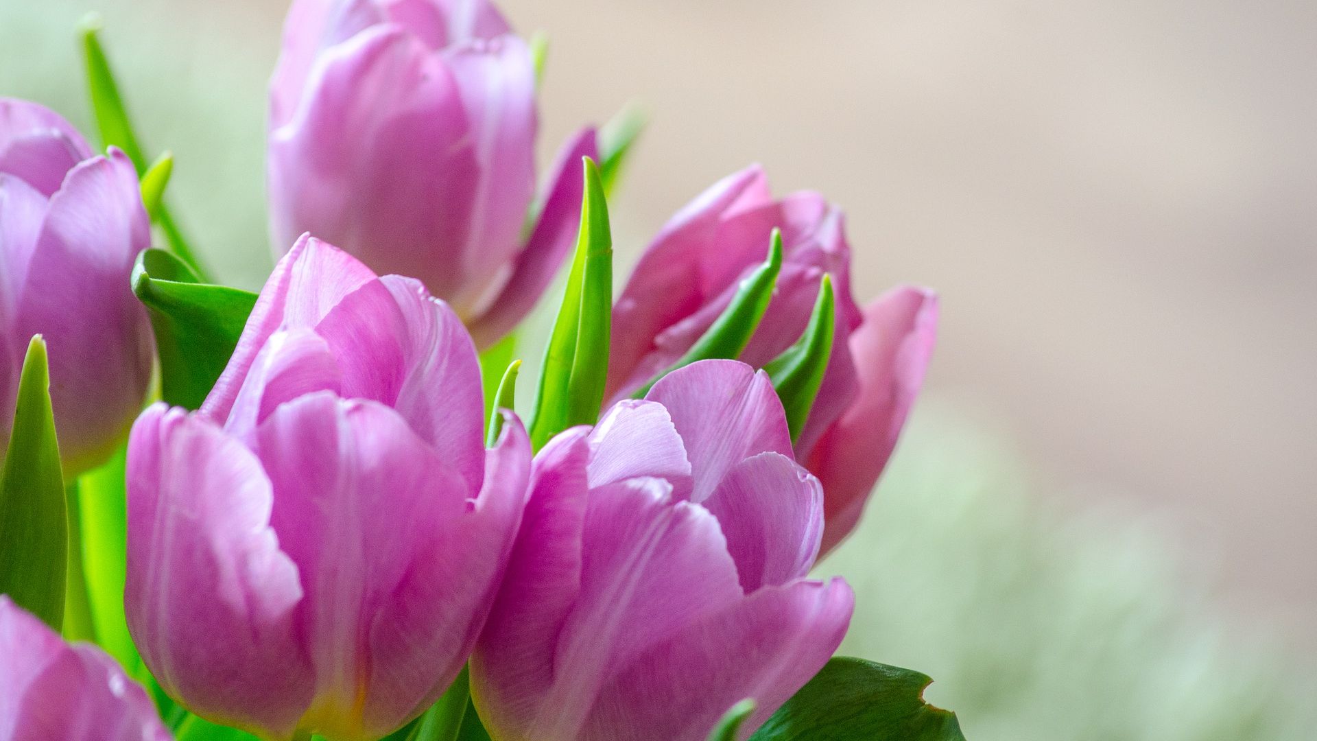 Wallpaper Spring, blossom, pink tulip flowers