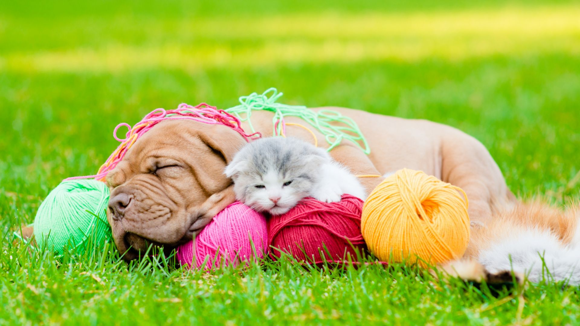 Wallpaper Asleep, dog and cat, woolen ball, grass