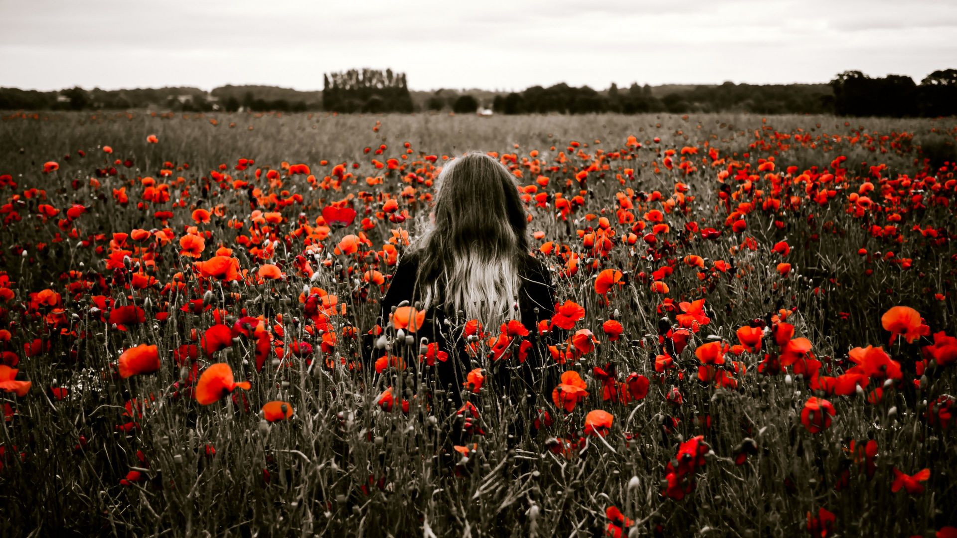 Wallpaper Girl in the field with red poppy flowers field