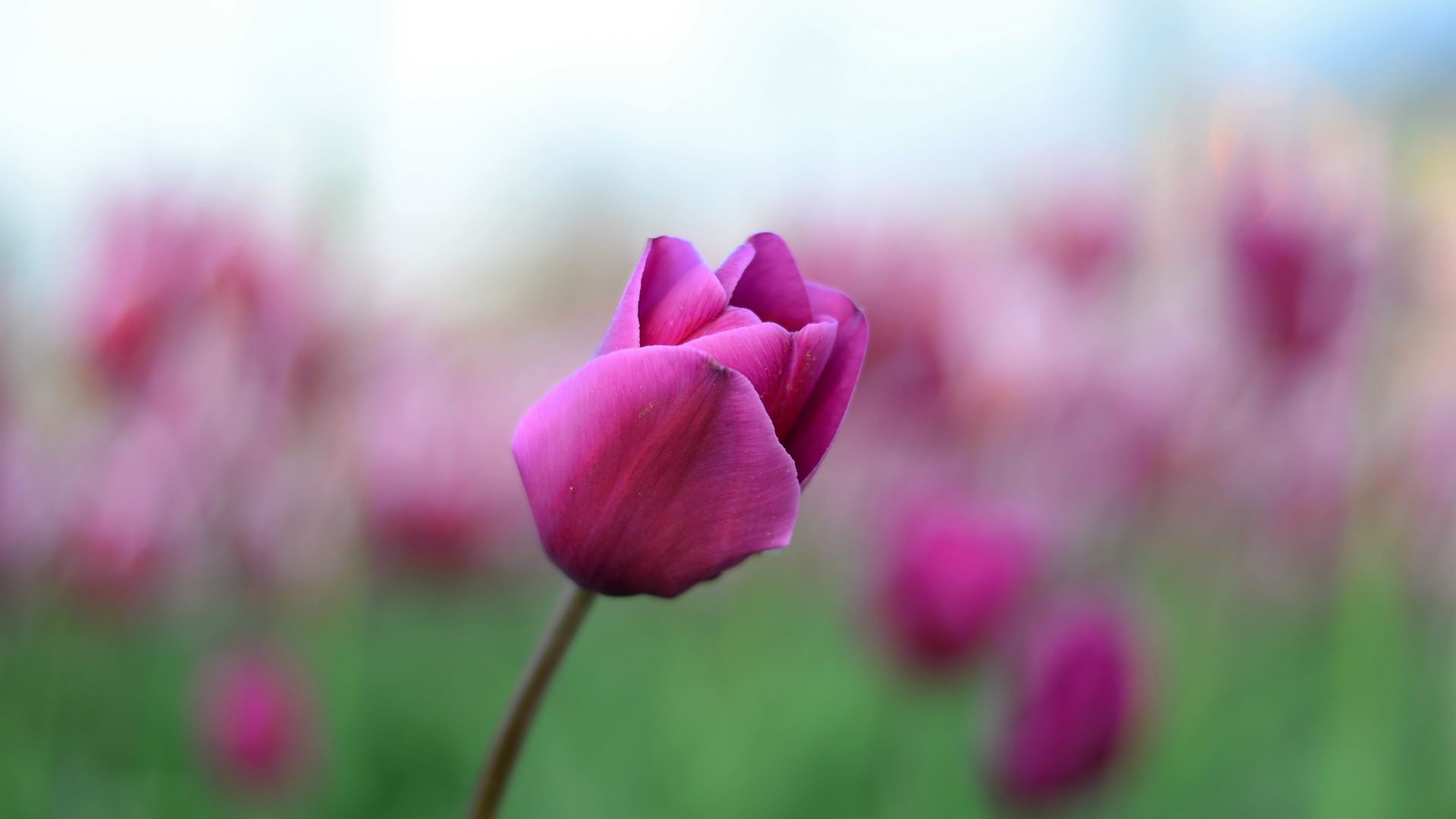 Wallpaper Pink tulip bud, flower, blur