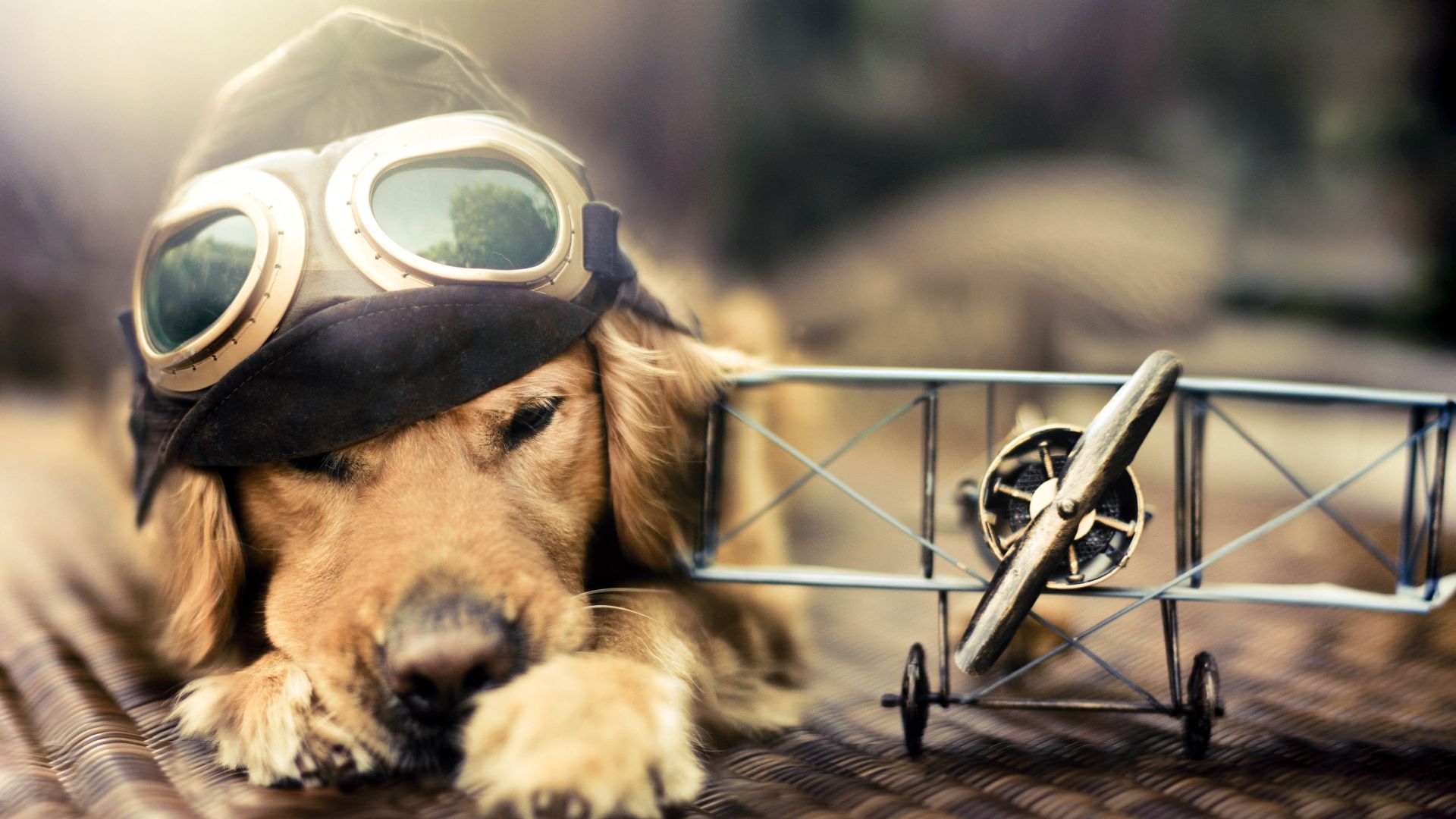 Wallpaper Puppy, dog, plane, glasses, pet animal