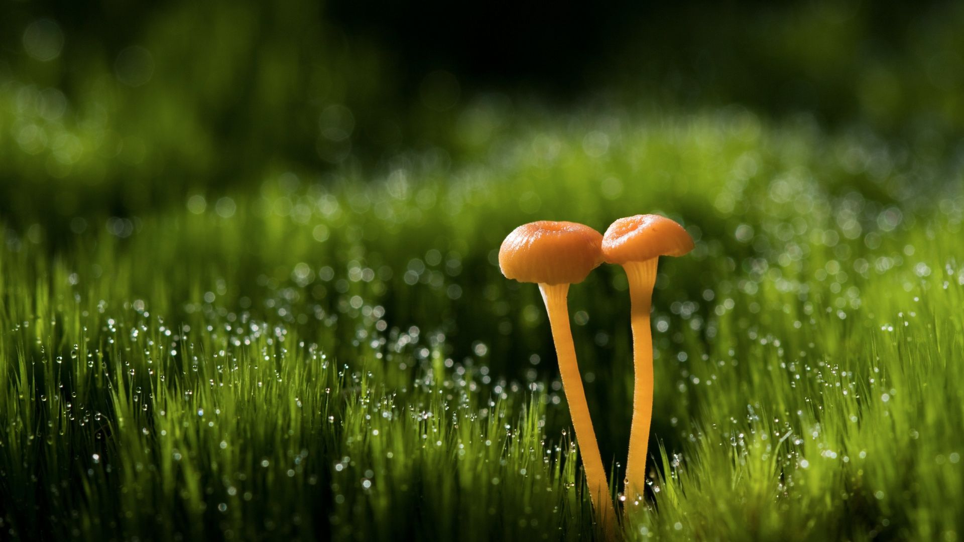 Desktop Wallpaper Mushroom In Grass Field, Hd Image, Picture, Background,  Pybwdx