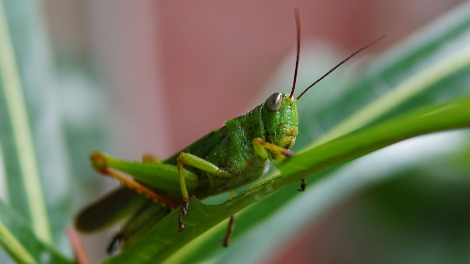 Wallpaper Grasshopper, insect, close up
