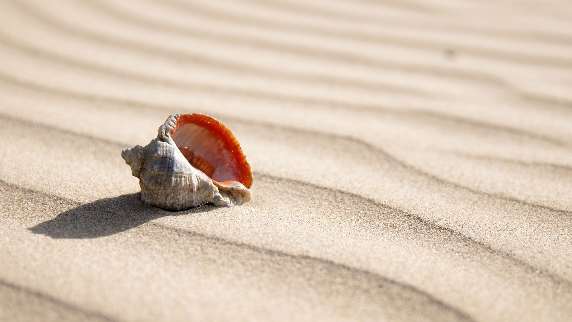 Wallpaper Seashell in the sand 