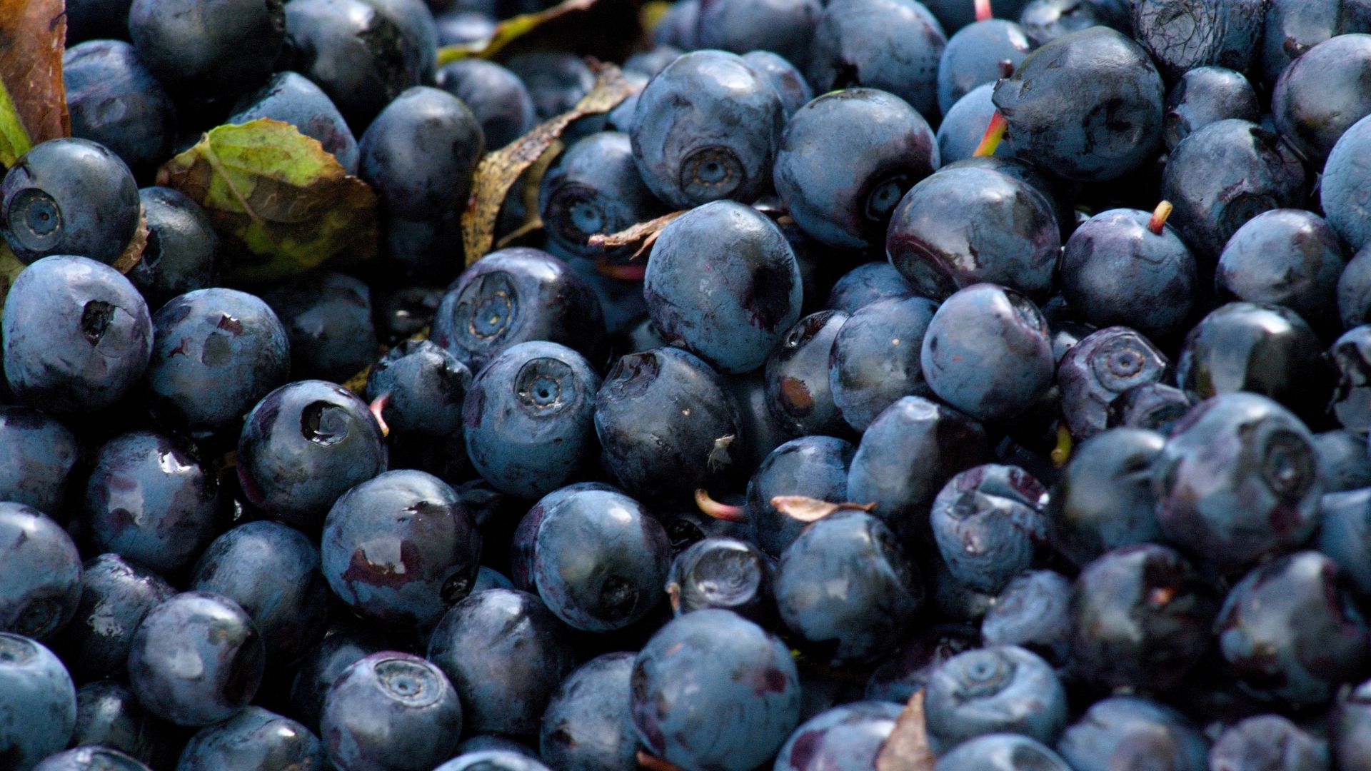 Wallpaper Blueberries, blue fruits, berries