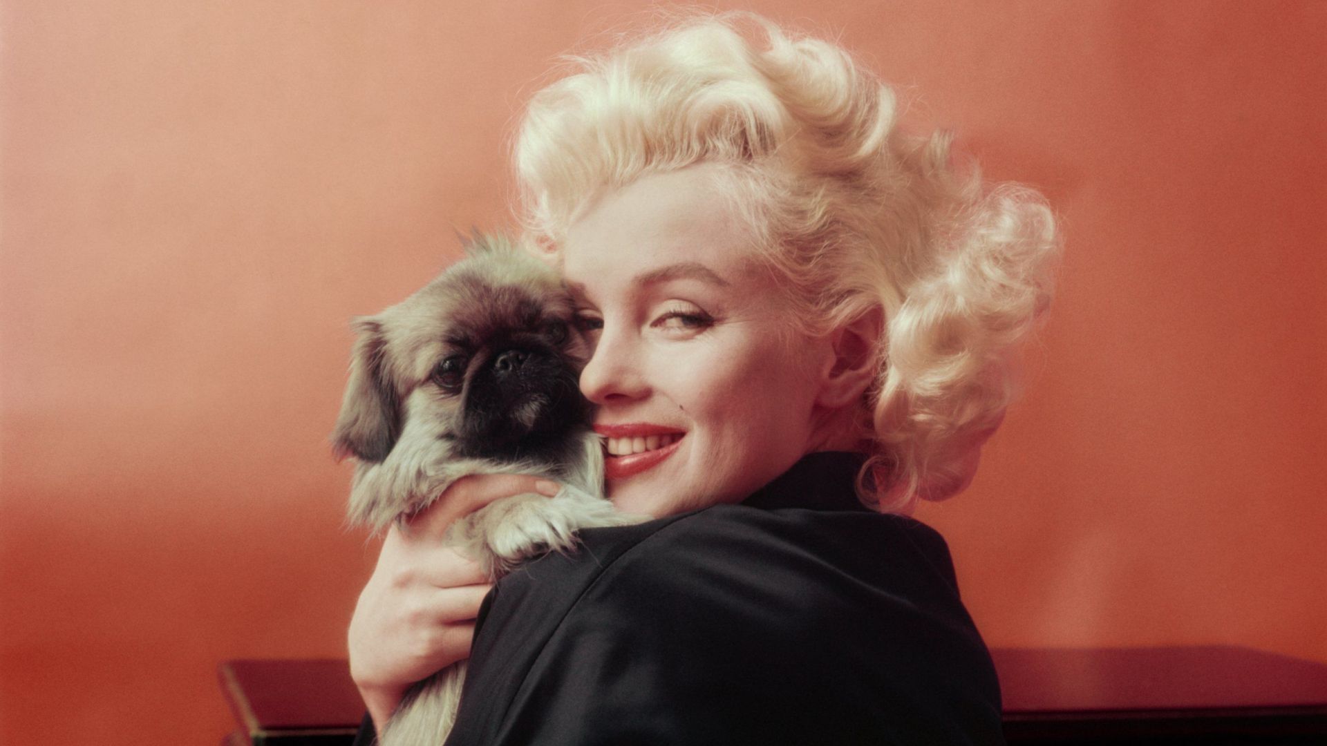 Wallpaper Marilyn Monroe, puppy, cute pug, celebrity