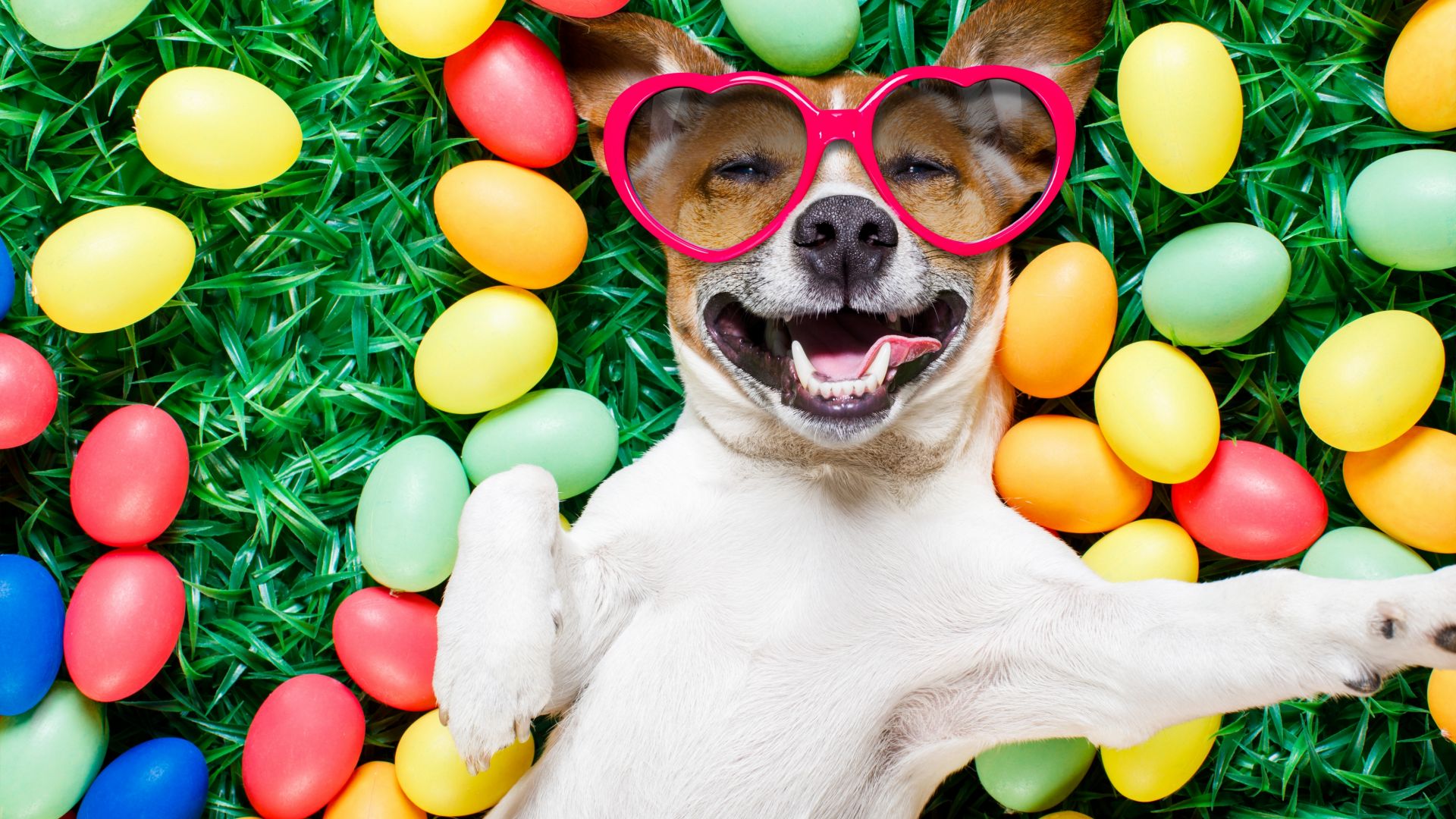 Wallpaper Dog, lying down, Easter eggs, sunglasses, humor