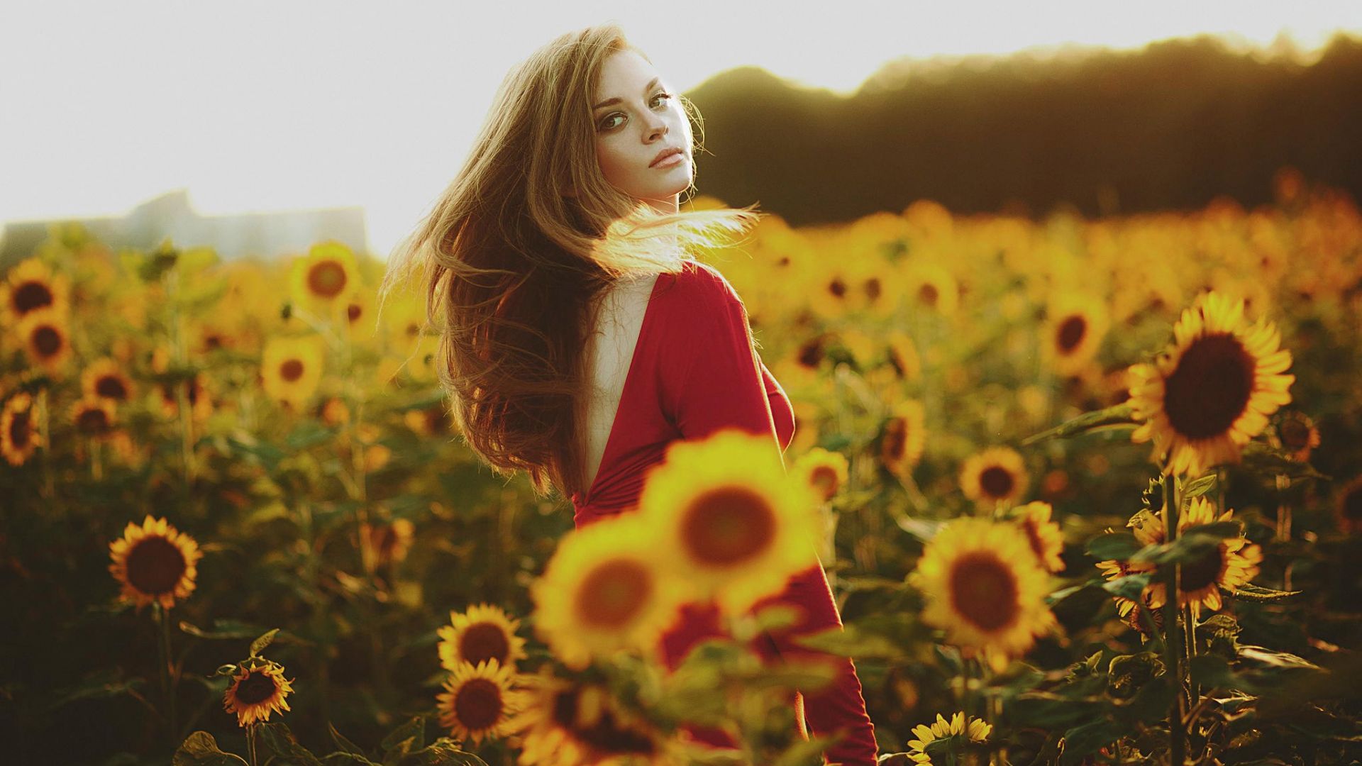 Wallpaper Cute girl in sunflower field