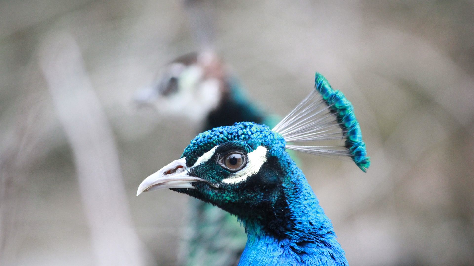 Wallpaper Peacock bird, blur, muzzle