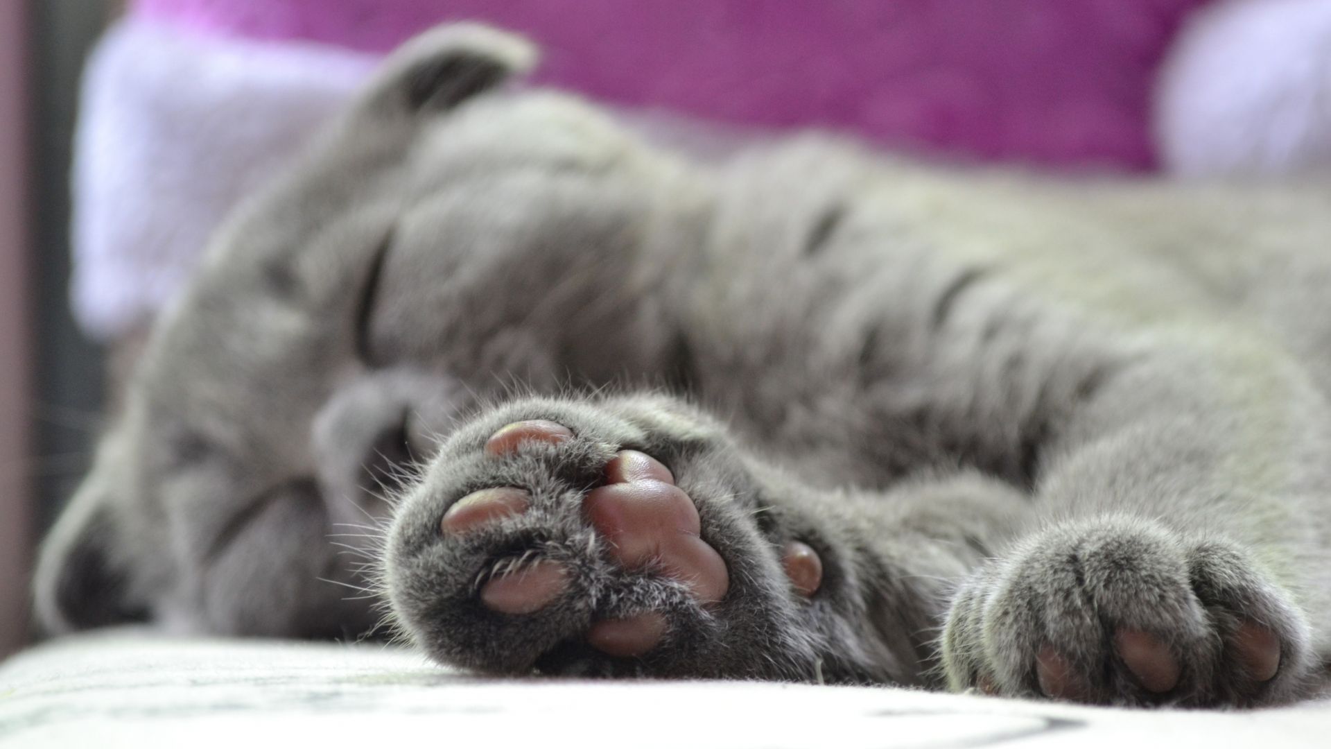 Wallpaper Cat's paw, sleep, pet