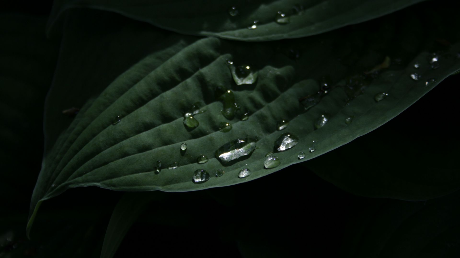 Wallpaper Leaf, green, water drops