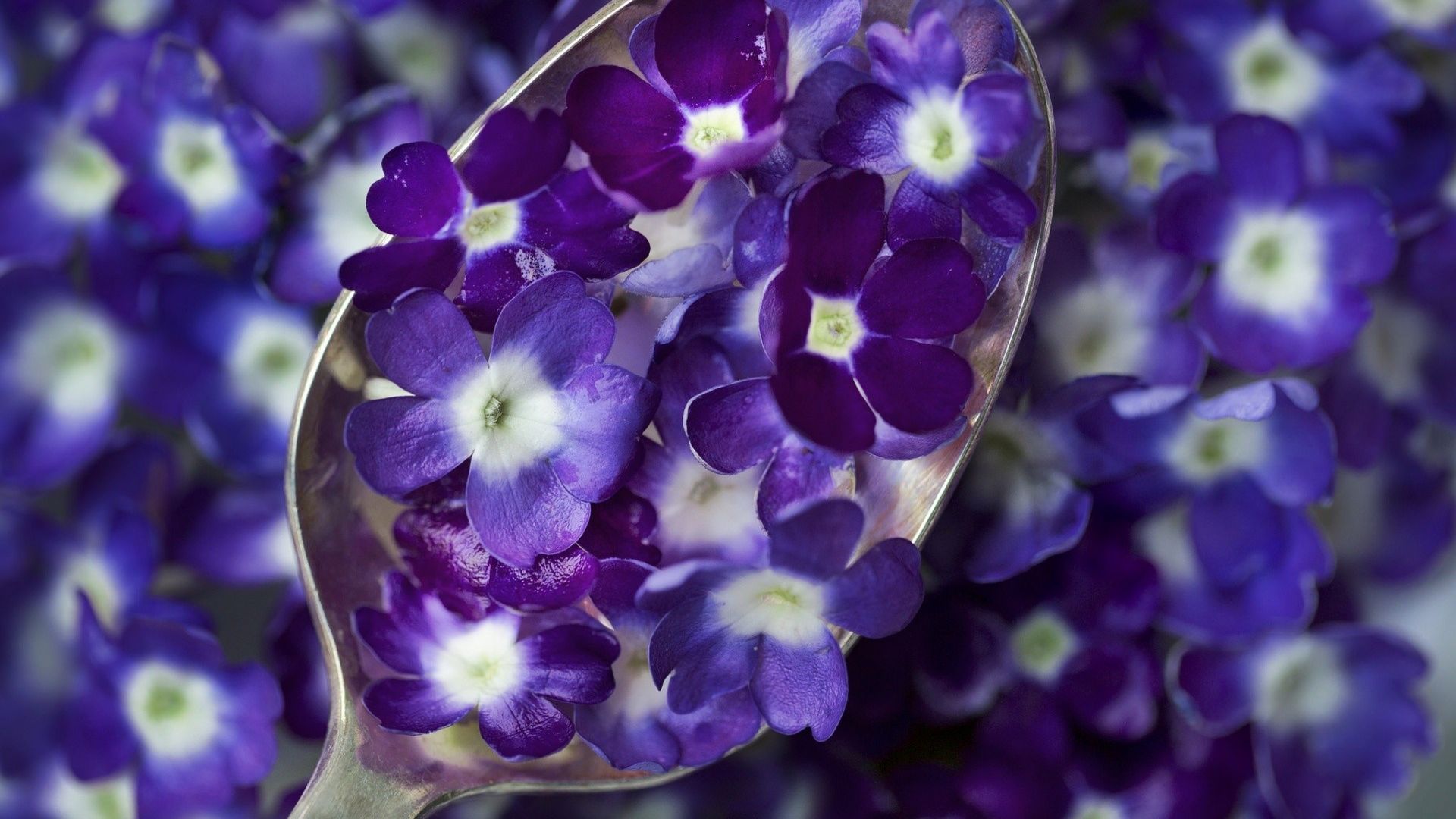 Wallpaper Small purple flowers in spoon