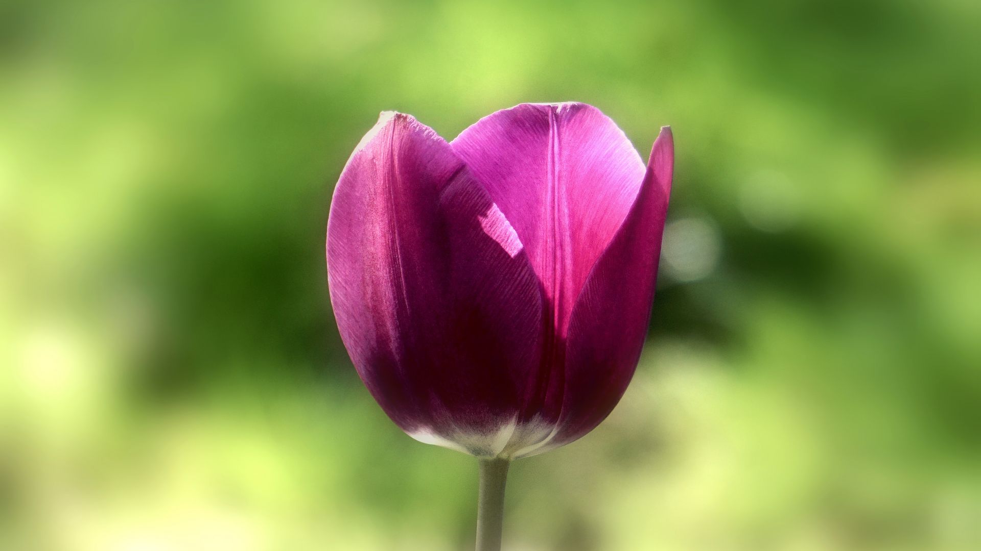 Wallpaper Flower, tulip bud, spring, bud