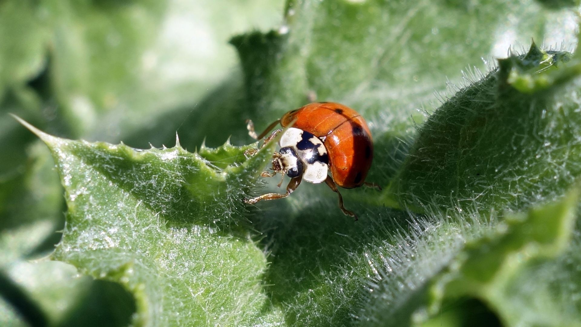 Wallpaper Ladybug, close up