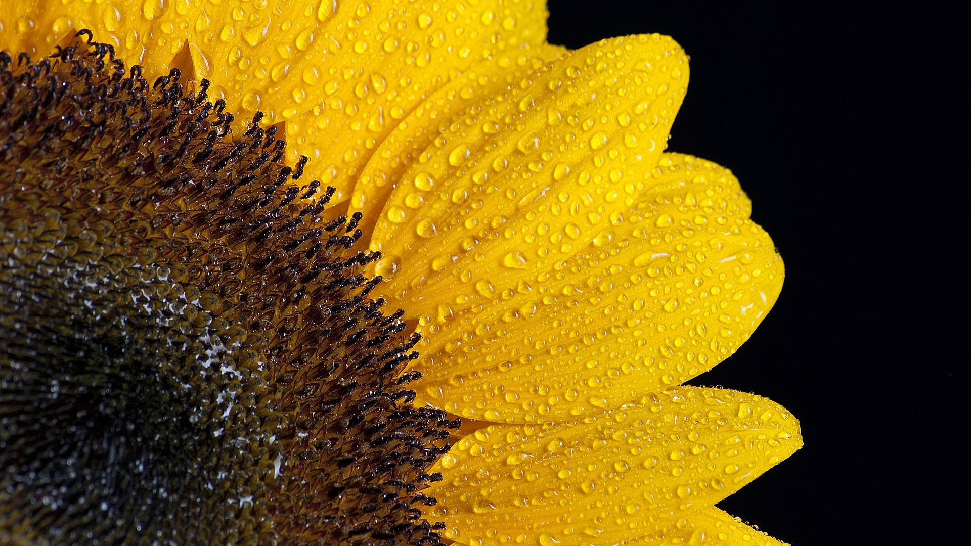 Wallpaper Sunflower petals, pollen, close up, drops