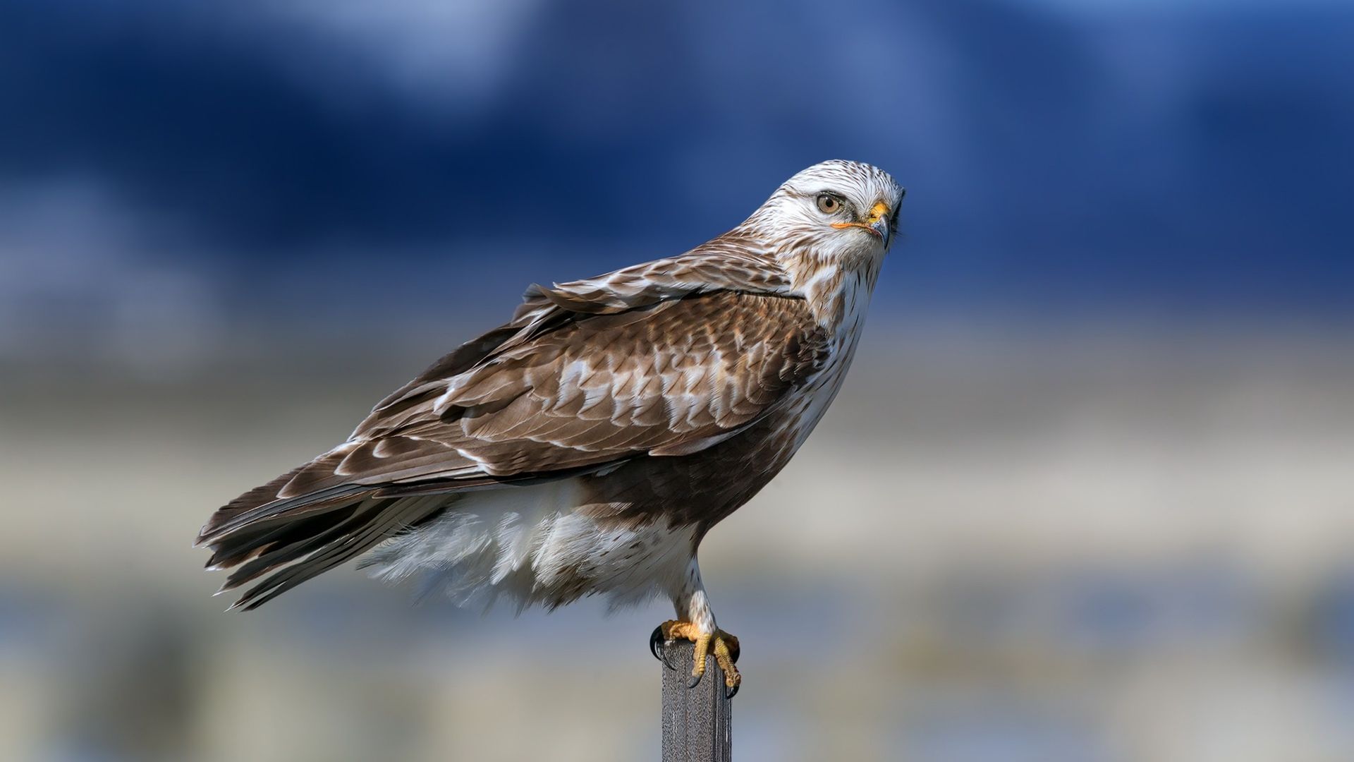 Wallpaper Hawk, predator, bird