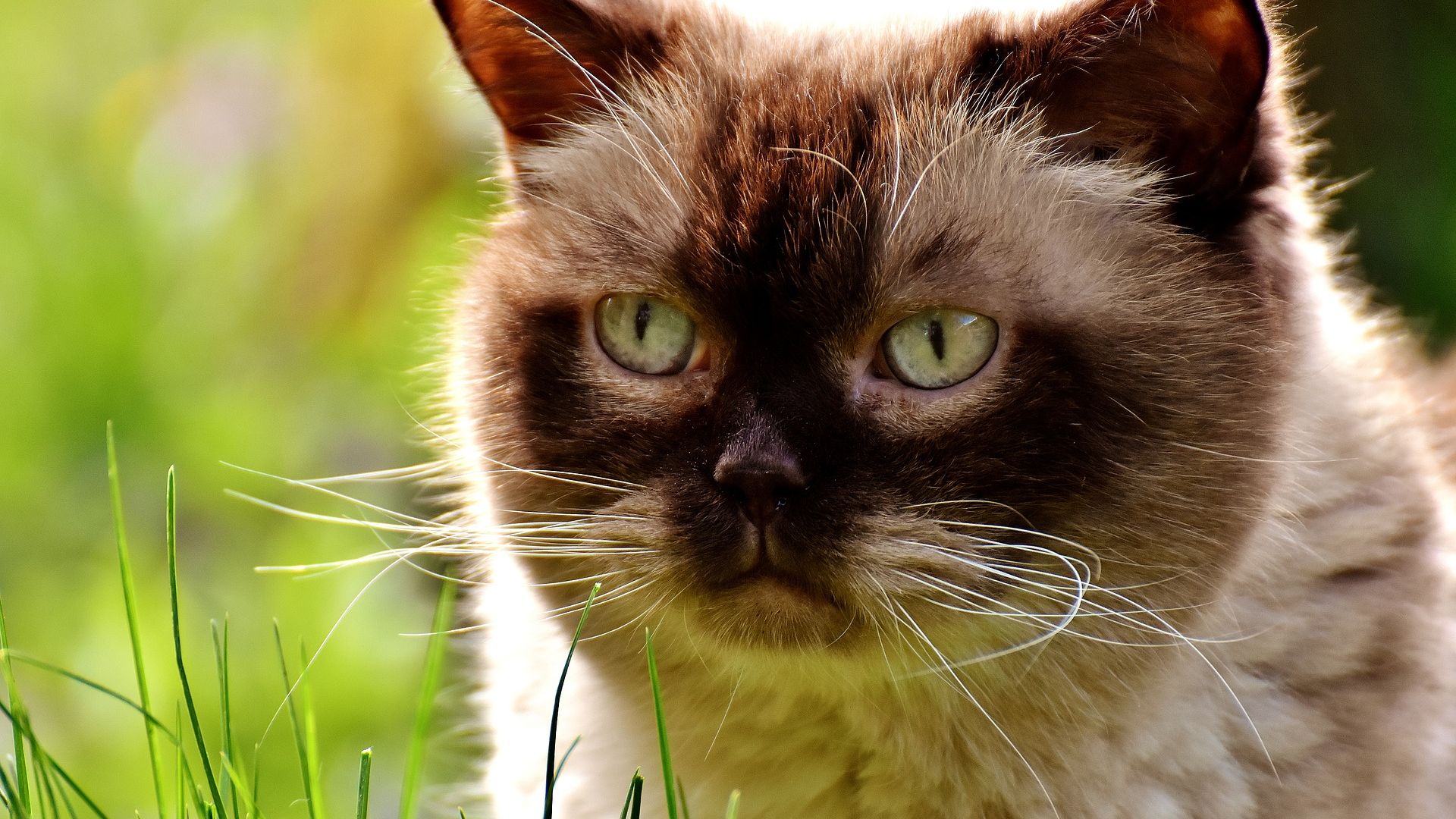 Wallpaper British Shorthair, cat, curious pet, animals
