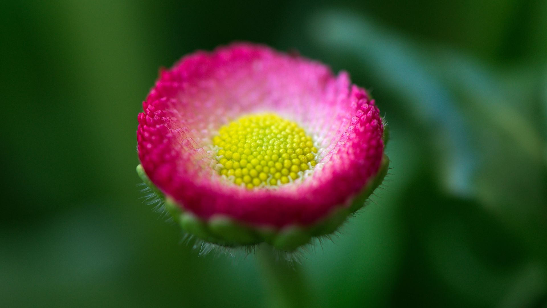 Wallpaper Daisy flower, pollen, macro, blur