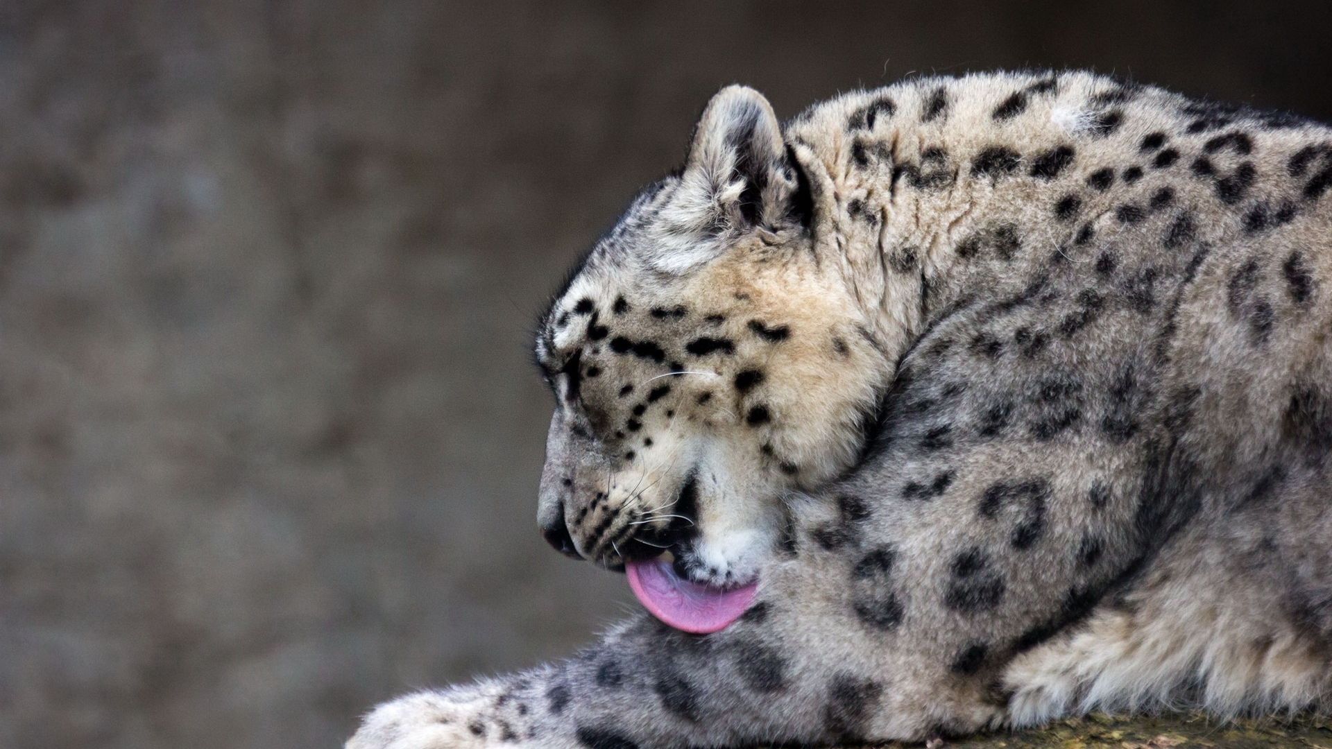 Wallpaper Snow Leopard, predator, wild cat, licking