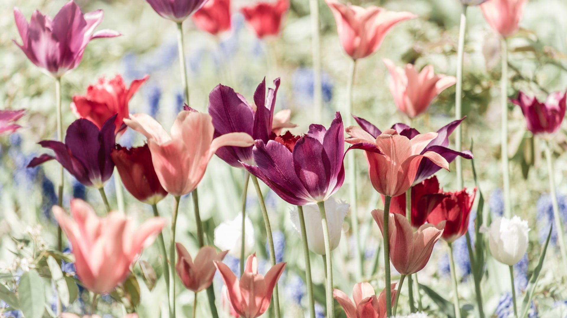 Wallpaper Tulip, flower field