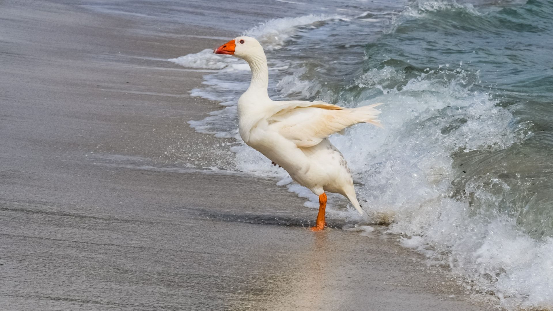 Wallpaper Goose, swimming, sea bird, sea waves
