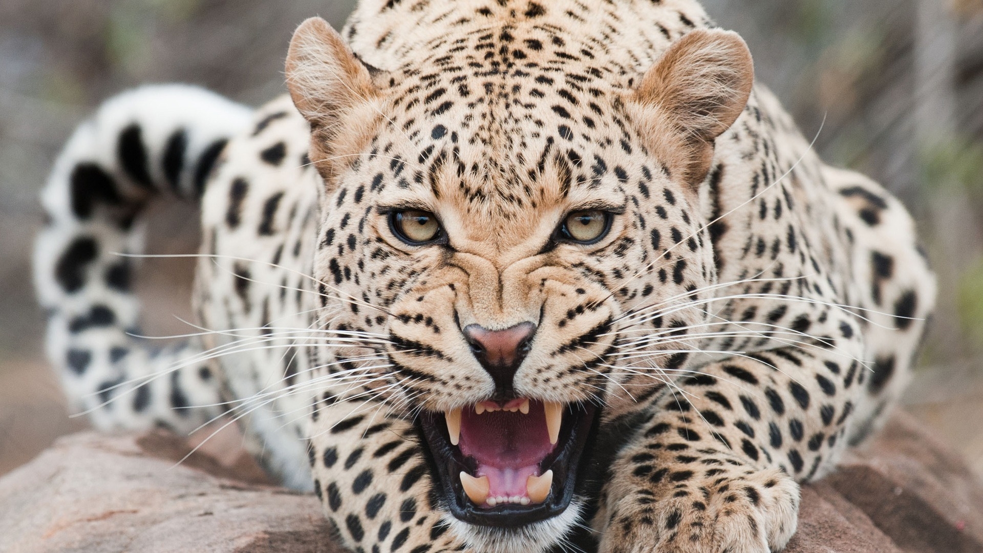 Wallpaper Leopard predator, face, teeth, aggressive