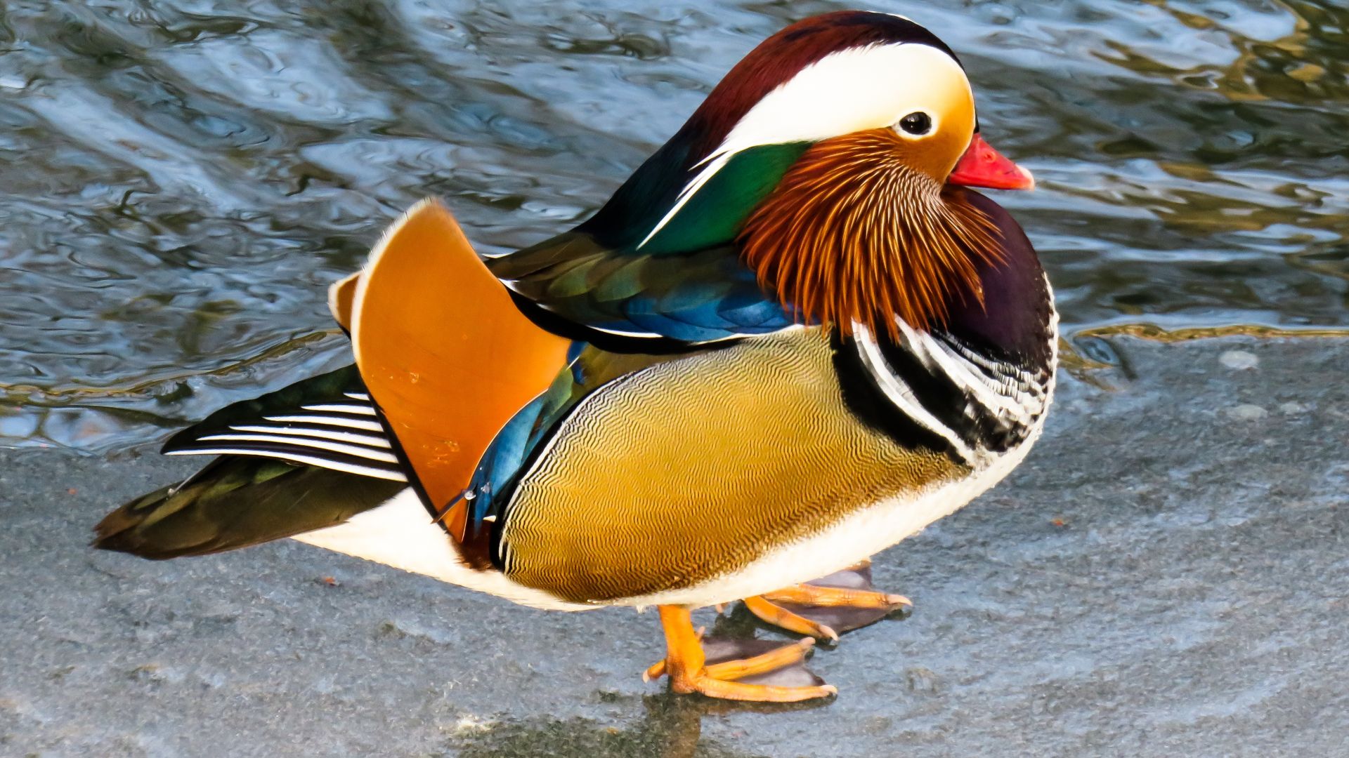 Wallpaper Animal, duck, mandarin duck, colorful