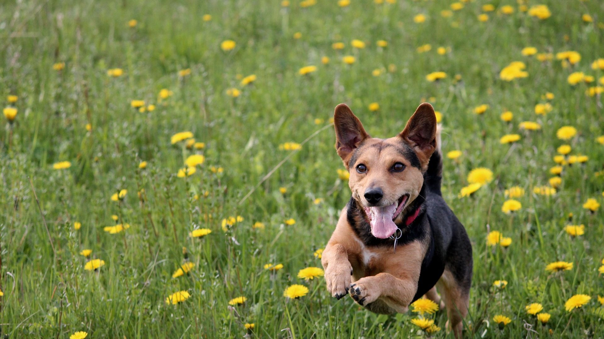 Wallpaper Meadow, yellow flowers, dog, run