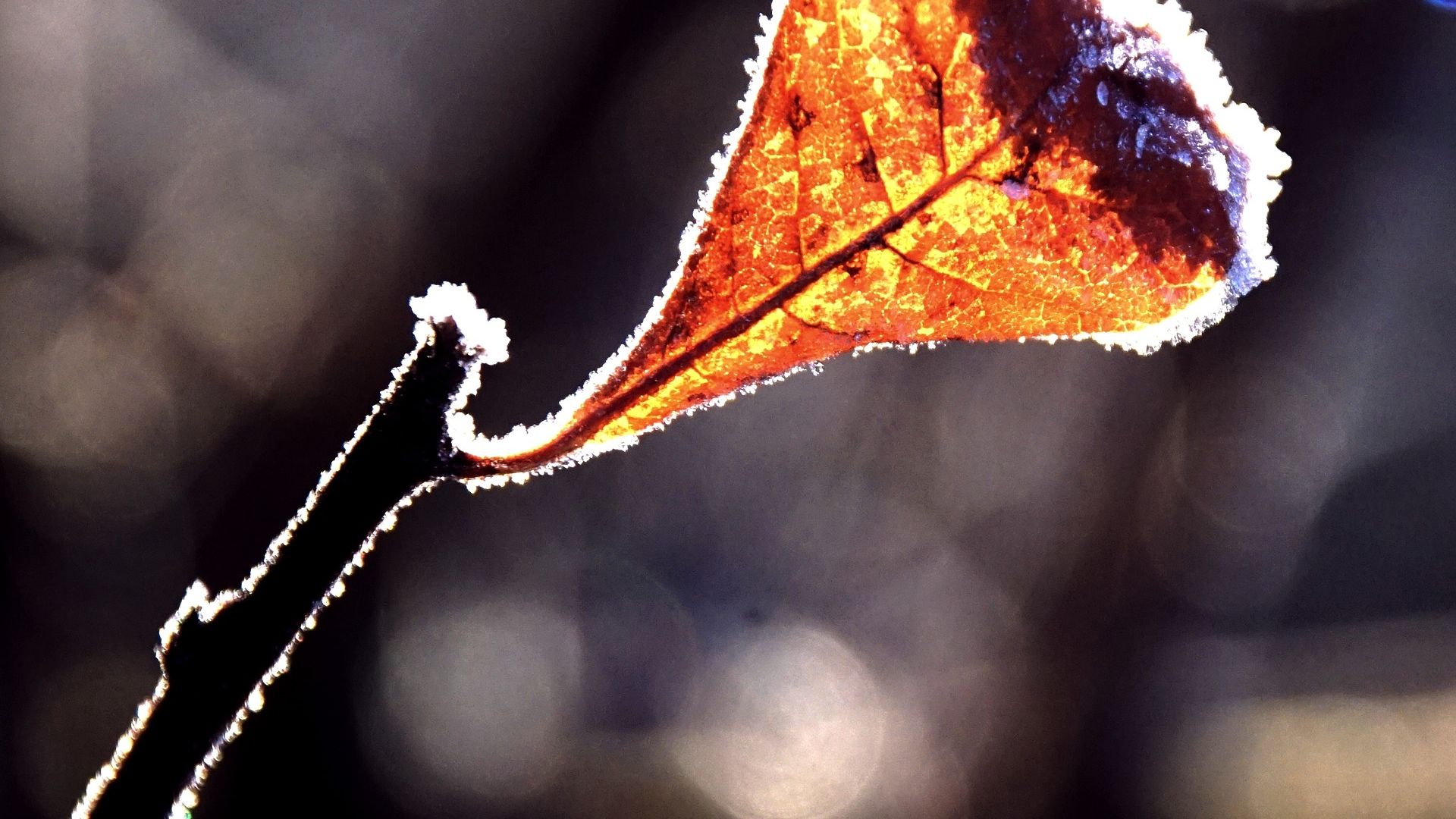 Wallpaper Dry leaf, winter frost, close up, bokeh